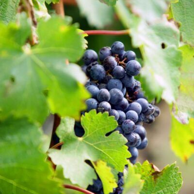 Cycle tour: Col du Babaou & Pierrefeu-du-Var