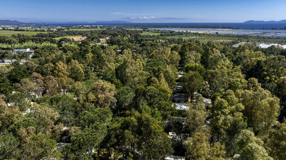 The campsite forest and its benefits