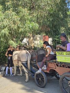 Fake taxi pulled by donkeys
