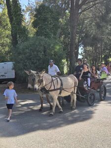 Donkeys pulling a carriage with children