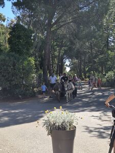 Horse-drawn carriage taking a ride through the lanes of the 4-star campsite