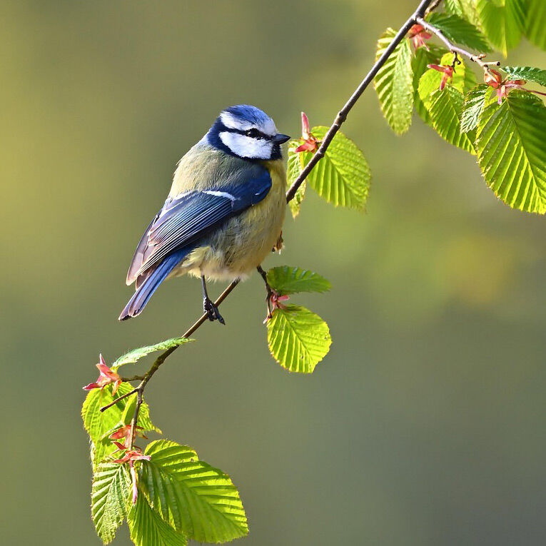 The benefits of birdsong